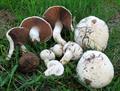 قارچ خوراکی معمولی 